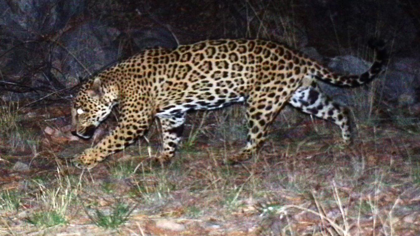 Video of Chiricahua jaguar 'Sombra' released by environmental group